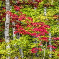 Őszi szín a felső-félsziget keményfa erdőjében Terry Eggers poszter nyomtatása